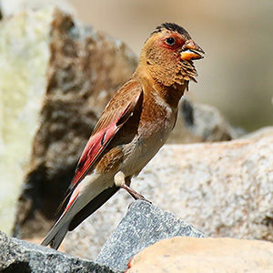 Crimson-winged Finch